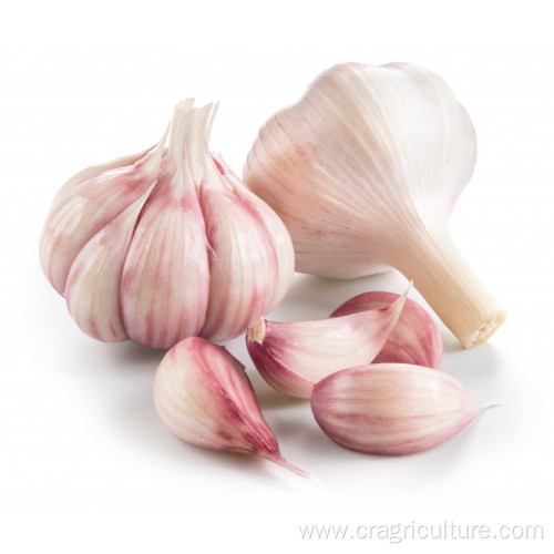 Best Sale Fresh 5.5cm Red Garlic